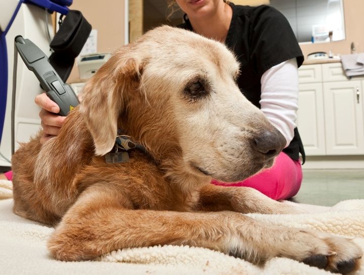 Pet Laser Therapy