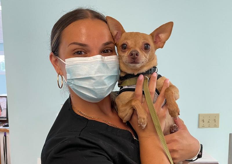 Barnstable Animal Hospital Hyannis veterinary hospital